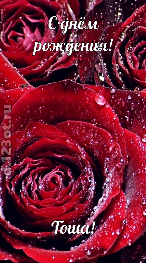 отходчивая открытка с днём рождения тоша, скачать онлайн бесплатно на iphone для вацап, поздравление тоша