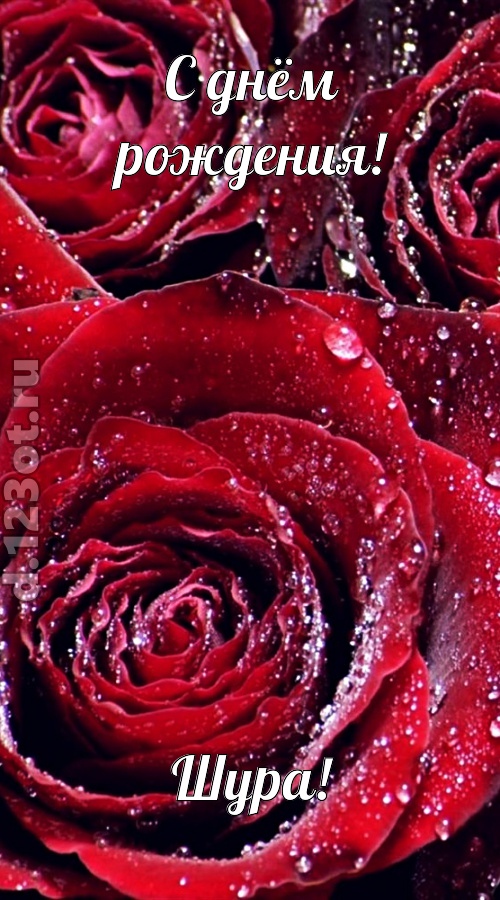 отходчивая открытка с днём рождения шура, скачать онлайн бесплатно на iphone для вацап, поздравление шура